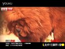 北京仕祥獒園 超紅孩兒 酷獒網(wǎng) 大五攝制