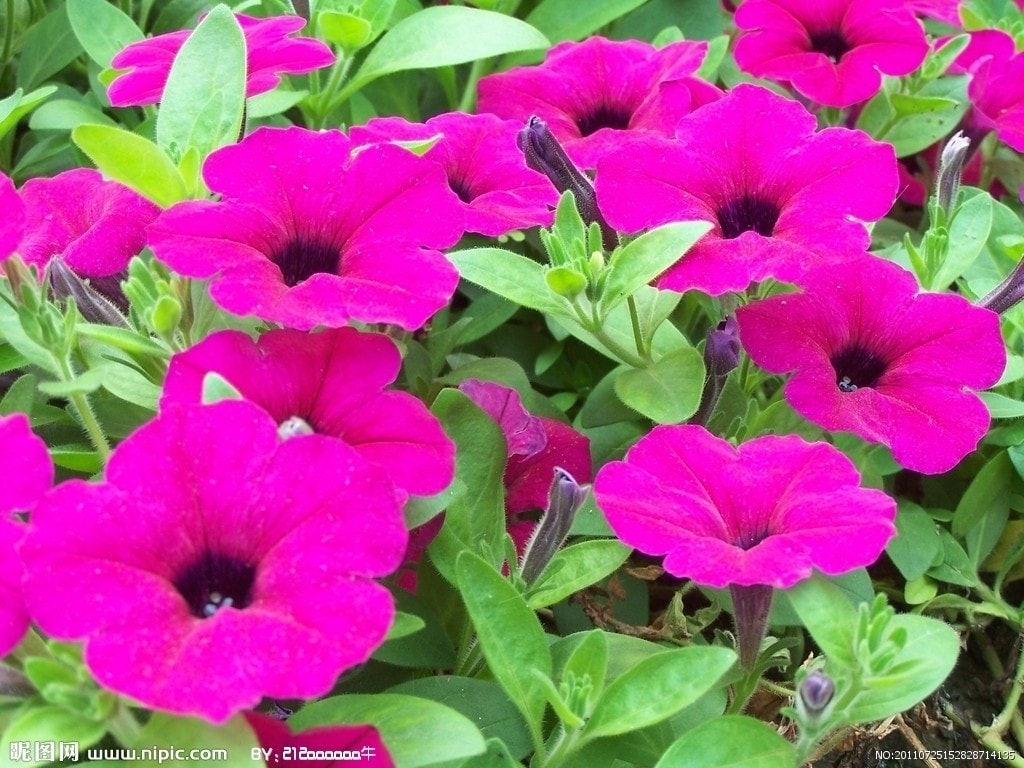 http://www.fjsenfa.cn/pics/default/download/9ad9e6959ff7814b519ccc2163e13f03.jpg