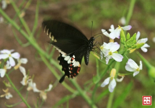 http://www.fjsenfa.cn/pics/default/download/a1bf84f250d277776f423bc27e52e6e0.jpg