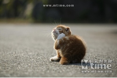 http://www.fjsenfa.cn/pics/default/download/aa47c90d71a31ffd67630b9f152a0ec3.jpg
