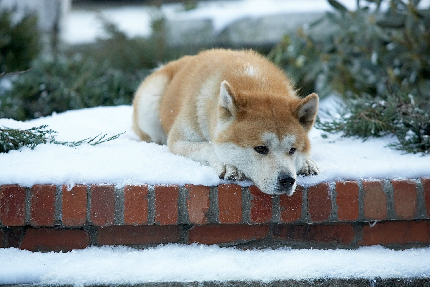 http://www.fjsenfa.cn/pics/default/download/ac25f1ef2266a1fef4b858e2182589a1.jpg