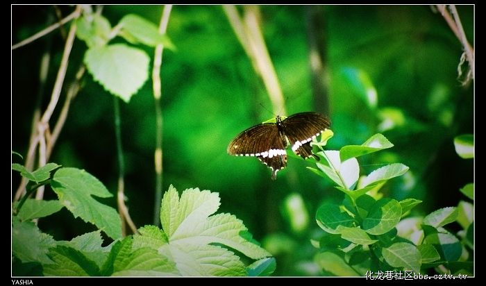 http://www.fjsenfa.cn/pics/default/download/acd2ba91f1f02ad958c40830df261562.jpg