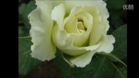 音配畫霧里看花