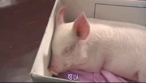 小豬教室 劇照1