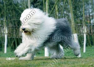 http://www.fjsenfa.cn/pics/default/download/b496321c651cfbf3ef3574d89aaeaba3.jpg