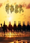 神秘駝隊