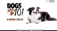【邊牧 邊境牧羊犬 - Border Collie】_標(biāo)清