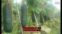 周口最大黑皮冬瓜基地聯(lián)系電話