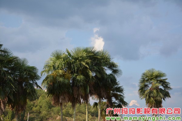 http://www.fjsenfa.cn/pics/default/download/bf626989fdbfd63a1b33de70eb4d58a4.jpg
