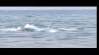 電影《舉起手來（之二）：追擊阿多丸》預告片