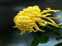 http://www.fjsenfa.cn/pics/default/download/c17b22c12a0d4d783ef261986564a680.jpg