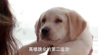 《神犬小七 第二季》歐葉小七初相遇