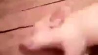 媽媽總說我睡的跟死豬一樣，是不是就這樣？