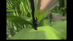 中文版預告片3