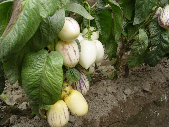 http://www.fjsenfa.cn/pics/default/download/d27d409dca68d3be70d7f362ef3cc0ba.jpg