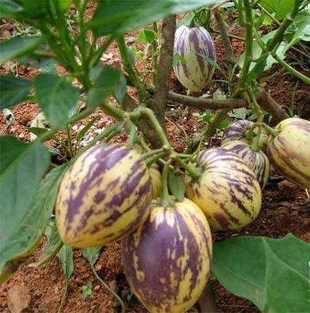 http://www.fjsenfa.cn/pics/default/download/d39b93410e7fa45629301488a73592b5.jpg