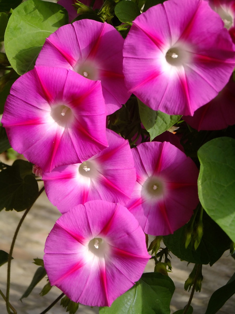 http://www.fjsenfa.cn/pics/default/download/d9ada720c5d9c2b4417b867ff3f7459a.jpg
