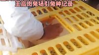 雙流種兔自貢種兔眉山種兔廣安種兔遂寧種兔廣元種兔