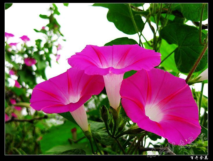 http://www.fjsenfa.cn/pics/default/download/dcb40c13d18d8d8d33530ded3da2637c.jpg