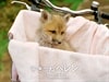http://www.fjsenfa.cn/pics/default/download/ddf79c4a3a19a46359f85d647a938a6f.jpg