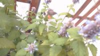 小蜂鳥的故事