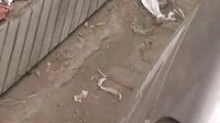 九九放養小雞20110606