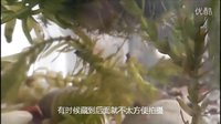 小孔雀魚生小魚全過程