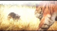 《奇幻森林》狼孩被黑豹追殺-幸好遇到牛群-死里逃生