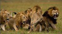 群獅爭斗人獅共舞（美國電影《ROAR頑皮的動物》片段）