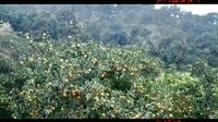 中華誦 MV展播 石門(mén)橘紅又一年