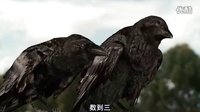 烏鴉偷吃玉米，結果被稻草人嚇跑，好可愛