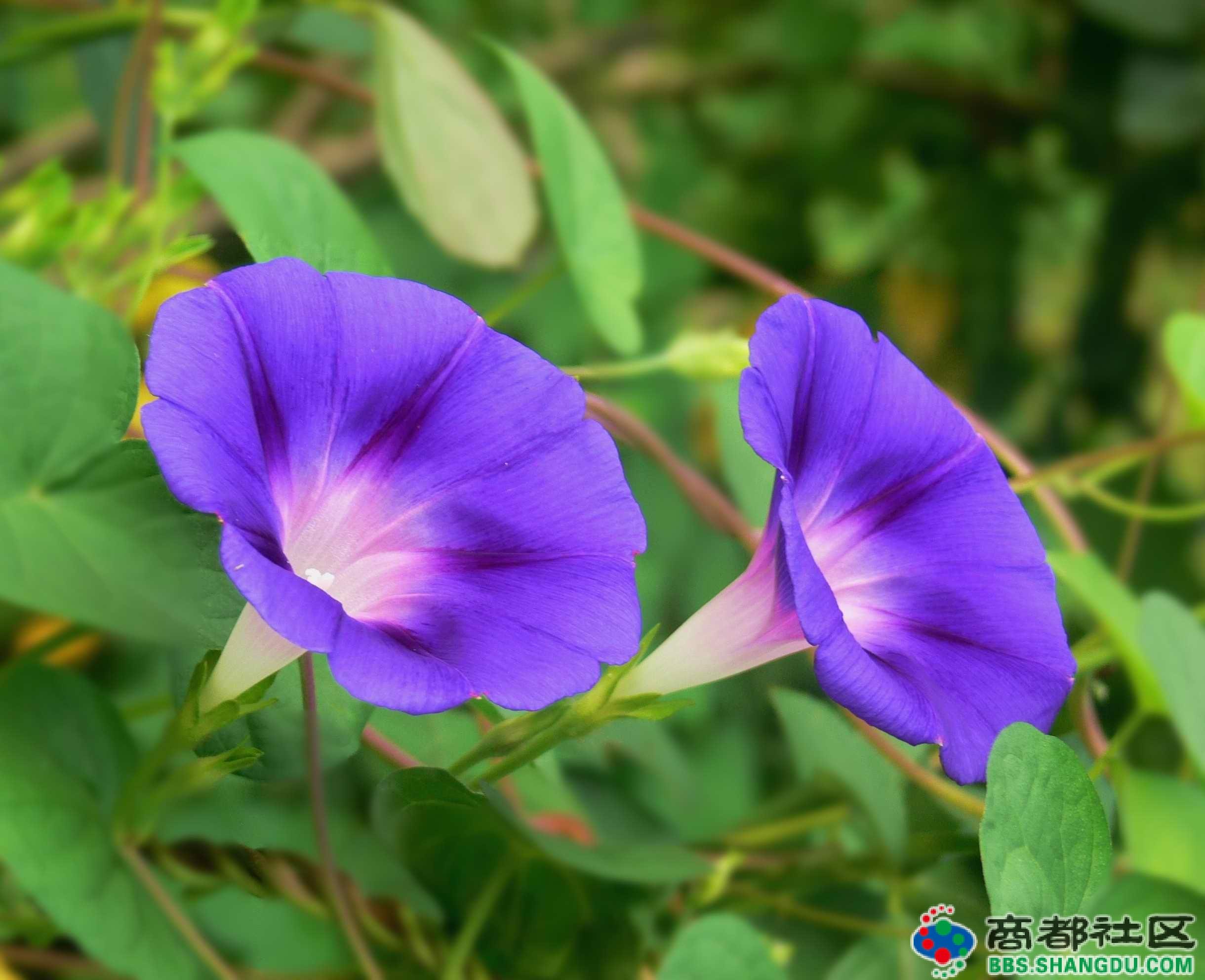 喇叭花形態圖