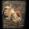 http://www.fjsenfa.cn/pics/default/download/f9f8e2e52eb0cadb147ba795a635a981.jpg